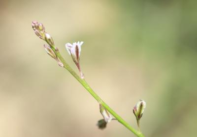 Polygale grêle, Polygale nain Polygala exilis DC., 1813
