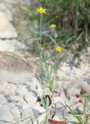 Centaurée jaune, Chlore non perfoliée Blackstonia imperfoliata (L.f.) Samp., 1913