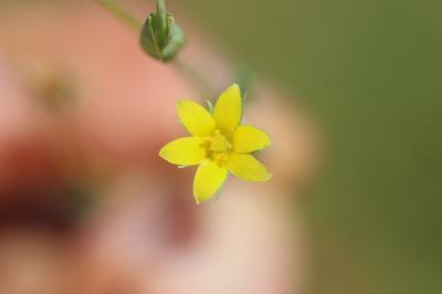 Centaurée jaune, Chlore non perfoliée Blackstonia imperfoliata (L.f.) Samp., 1913