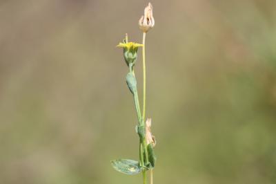 Centaurée jaune, Chlore non perfoliée Blackstonia imperfoliata (L.f.) Samp., 1913