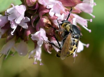  Toxophora fasciculata (Villers, 1789)