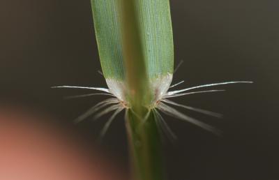 Grand erogrostis, Éragrostide Amourette Eragrostis cilianensis (All.) Vignolo ex Janch., 1907