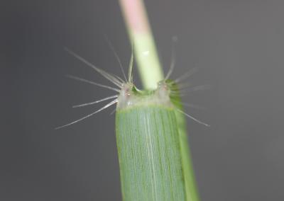 Grand erogrostis, Éragrostide Amourette Eragrostis cilianensis (All.) Vignolo ex Janch., 1907