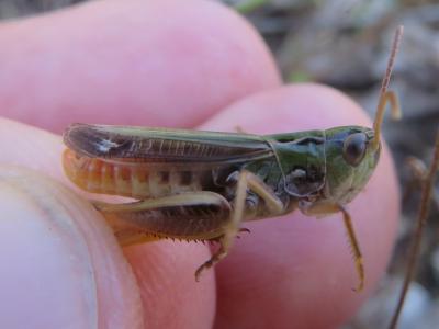 Sténobothre bourdonneur Stenobothrus nigromaculatus nigromaculatus (Herrich-Schäffer, 1840)