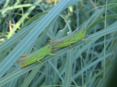 Criquet des marais, Criquet des Joncs Chorthippus jucundus (Fischer, 1853)
