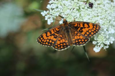 Mélitée du Mélampyre (La), Damier Athalie (Le) Melitaea athalia (Rottemburg, 1775)