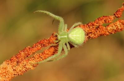 Thomise épineux Heriaeus 