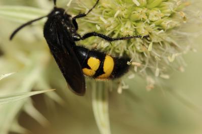  Scolia hirta (Schrank, 1781)