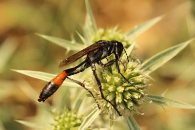  Ammophila Kirby, 1798