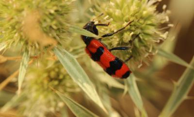 Clairon des abeilles Trichodes apiarius (Linnaeus, 1758)