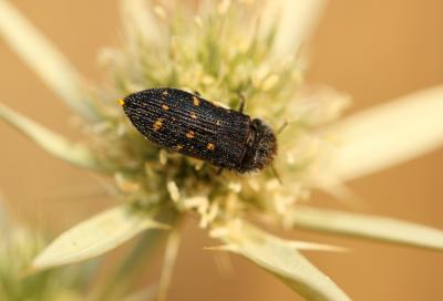  Acmaeoderella flavofasciata flavofasciata (Piller & Mitterpacher, 1783)