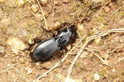  Percus grandicollis Audinet-Serville, 1821