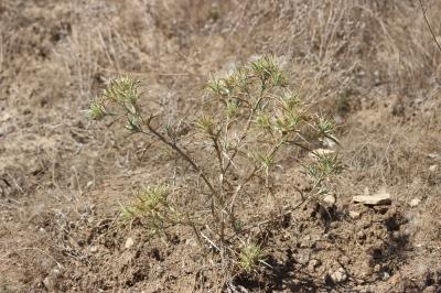 Cirse acarna Picnomon acarna (L.) Cass., 1826