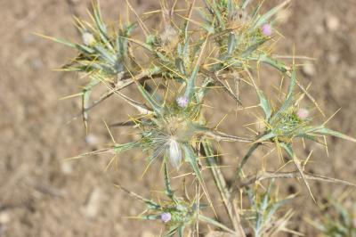 Cirse acarna Picnomon acarna (L.) Cass., 1826