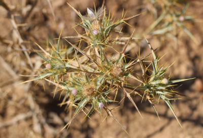 Cirse acarna Picnomon acarna (L.) Cass., 1826