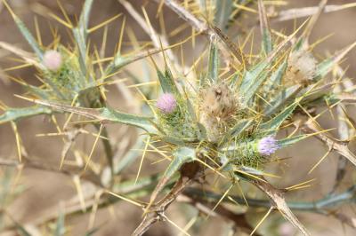 Cirse acarna Picnomon acarna (L.) Cass., 1826