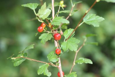Groseillier des Alpes Ribes alpinum L., 1753