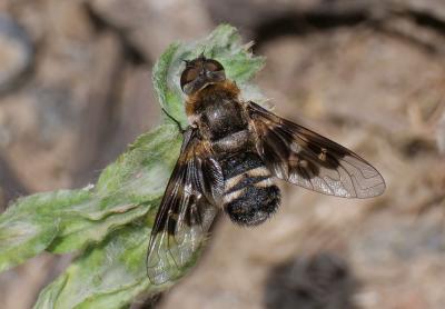  Thyridanthrax perspicillaris (Loew, 1869)