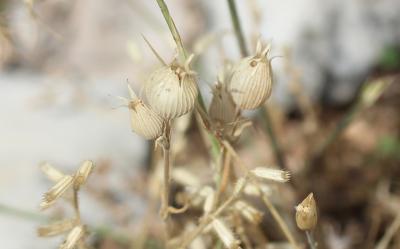 Silène conique Silene conica L., 1753
