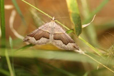 Ortholite anguleuse (L') Scotopteryx angularia (Villers, 1789)