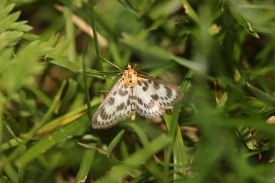  Anania hortulata (Linnaeus, 1758)