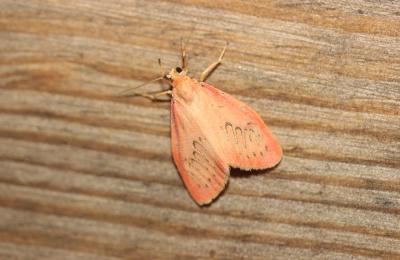 Rosette (La) Miltochrista miniata (Forster, 1771)