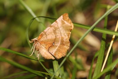 Ennomos lunaire (L') , Croissant (Le) Selenia lunularia (Hübner, 1788)