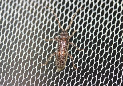  Trichoferus fasciculatus (Faldermann, 1837)