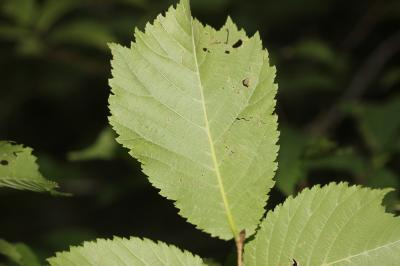 Orme glabre Ulmus glabra Huds., 1762