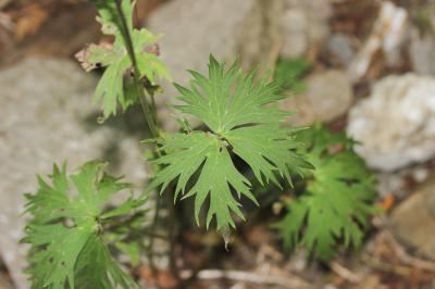 Aconit de Naples Aconitum lycoctonum subsp. neapolitanum (Ten.) Nyman, 1878