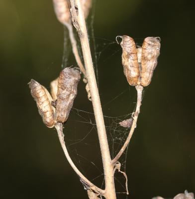 Aconit de Naples Aconitum lycoctonum subsp. neapolitanum (Ten.) Nyman, 1878