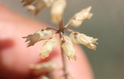 Germandrée botryde Teucrium botrys L., 1753