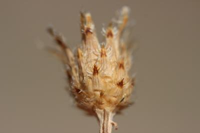 Centaurée maculée rhénane, Centaurée rhénane Centaurea stoebe L., 1753