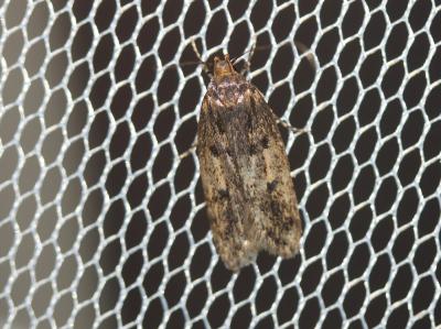  Hofmannophila pseudospretella (Stainton, 1849)