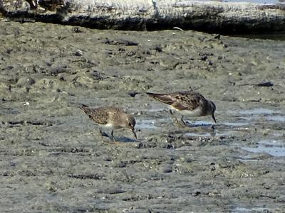 Bécasseau de Temminck Calidris temminckii (Leisler, 1812)
