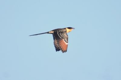 Coucou geai Clamator glandarius (Linnaeus, 1758)