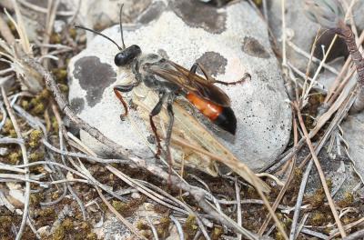  Sphex funerarius Gussakovskij, 1934