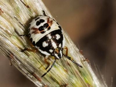  Carpocoris Kolenati, 1846