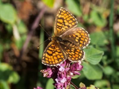 Mélitée du Mélampyre (La), Damier Athalie (Le) Melitaea athalia (Rottemburg, 1775)