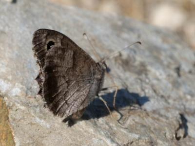 Faune (Le), Arachné (L'), Coronis (Le) Hipparchia statilinus (Hufnagel, 1766)