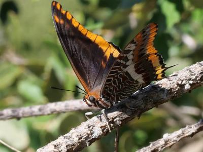 Nymphale de l'Arbousier (La), Jason (Le), Pacha à  Charaxes jasius (Linnaeus, 1767)