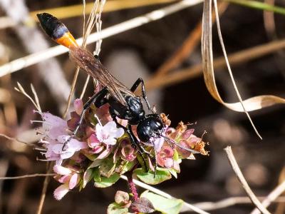  Ammophila sabulosa (Linnaeus, 1758)