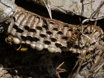 Guêpe poliste Polistes dominula (Christ, 1791)