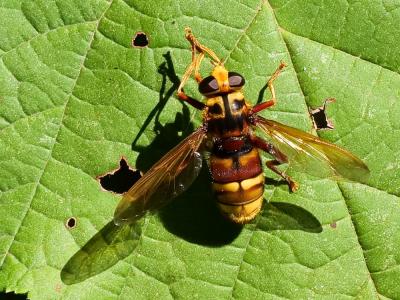 Milésie faux-frelon Milesia crabroniformis (Fabricius, 1775)