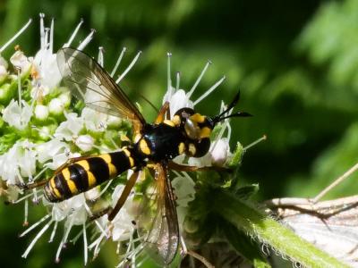  Conops scutellatus Meigen, 1804