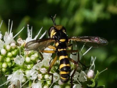  Conops scutellatus Meigen, 1804