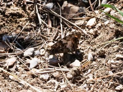 Agreste (L') Hipparchia semele (Linnaeus, 1758)