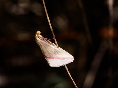 Phalène sacrée (La) Rhodometra sacraria (Linnaeus, 1767)