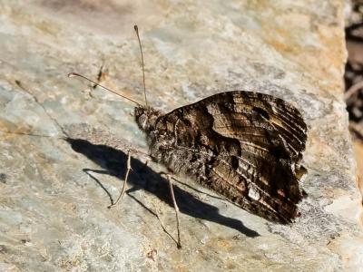 Agreste (L') Hipparchia semele (Linnaeus, 1758)