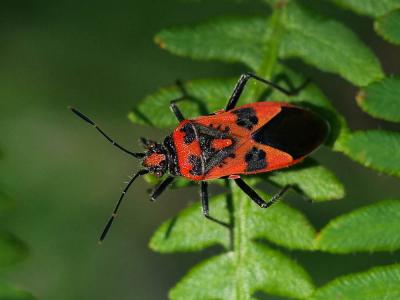 Corise de la jusquiame Corizus hyoscyami (Linnaeus, 1758)